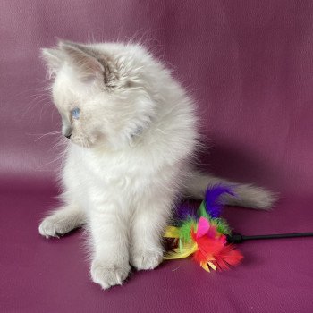 chaton Ragdoll blue point Symba Les Ragdolls de la Croisette