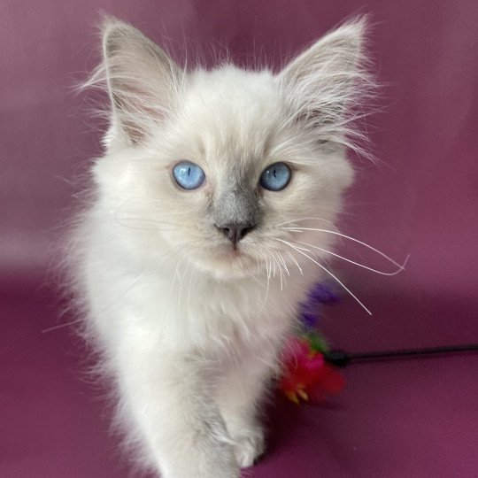 chaton Ragdoll blue point Symba Les Ragdolls de la Croisette