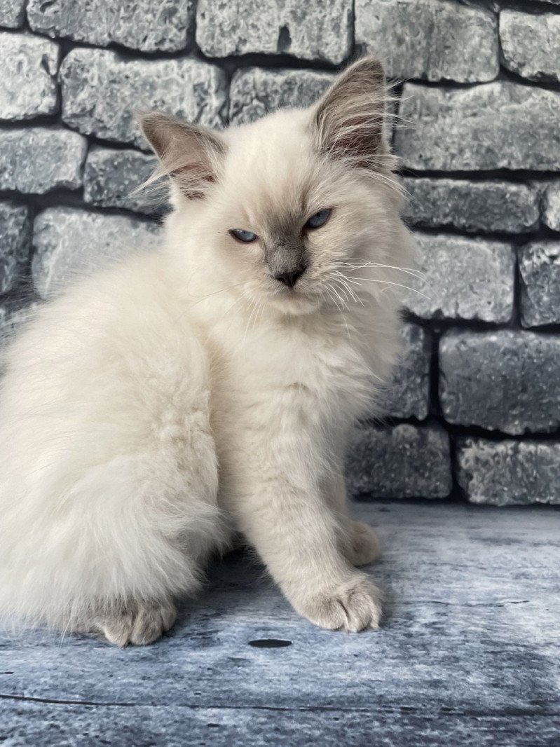 Symba De La Croisette Mâle Ragdoll