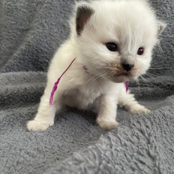 chaton Ragdoll Violet Les Ragdolls de la Croisette chaton Ragdoll Violet Les Ragdolls de la Croisette