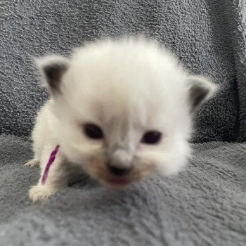 chaton Ragdoll Violet Les Ragdolls de la Croisette chaton Ragdoll Violet Les Ragdolls de la Croisette