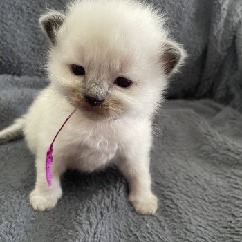 chaton Ragdoll Violet Les Ragdolls de la Croisette chaton Ragdoll Violet Les Ragdolls de la Croisette