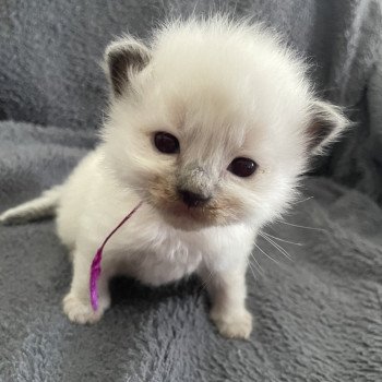 chaton Ragdoll Violet Les Ragdolls de la Croisette chaton Ragdoll Violet Les Ragdolls de la Croisette
