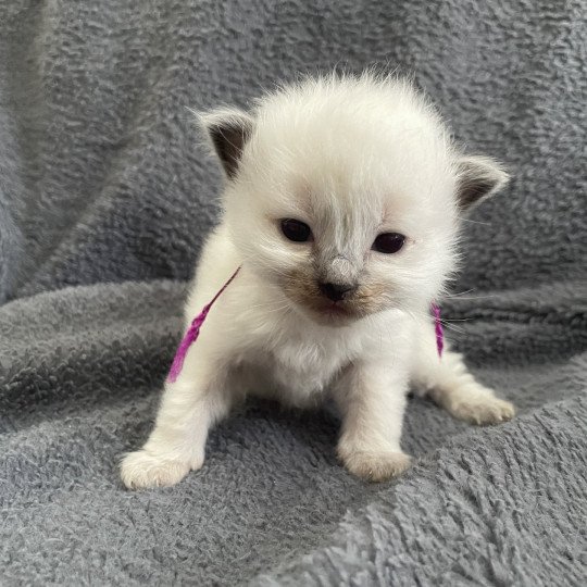 chaton Ragdoll Violet Les Ragdolls de la Croisette