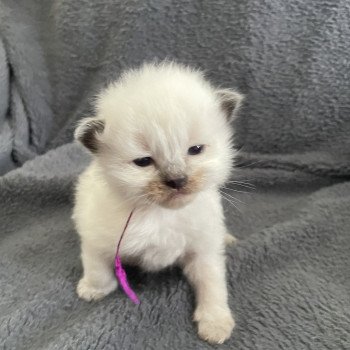 chaton Ragdoll Violet Les Ragdolls de la Croisette chaton Ragdoll Violet Les Ragdolls de la Croisette
