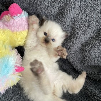 chaton Ragdoll seal point Violet Les Ragdolls de la Croisette chaton Ragdoll seal point Violet Les Ragdolls de la Croisette
