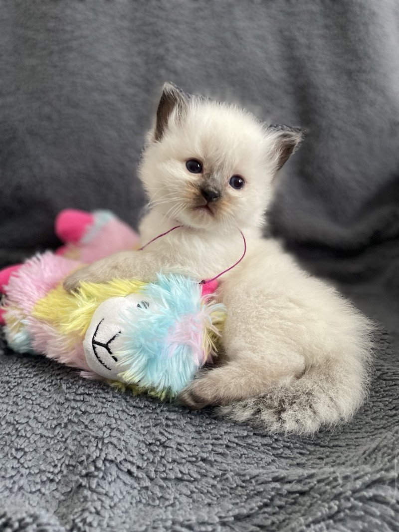 Violet De La Croisette Mâle Ragdoll