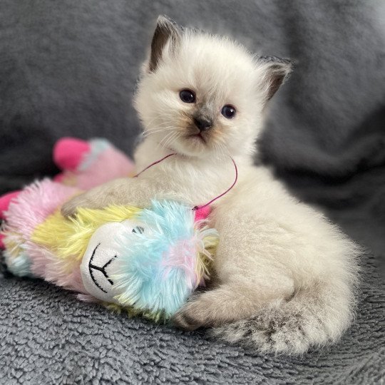 Violet De La Croisette Mâle Ragdoll