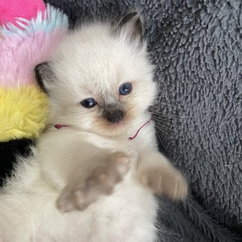 chaton Ragdoll seal point Violet Les Ragdolls de la Croisette chaton Ragdoll seal point Violet Les Ragdolls de la Croisette