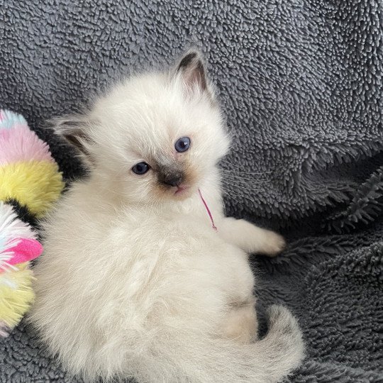 chaton Ragdoll seal point Violet Les Ragdolls de la Croisette