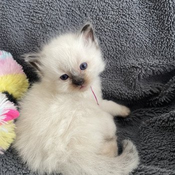 chaton Ragdoll seal point Violet Les Ragdolls de la Croisette chaton Ragdoll seal point Violet Les Ragdolls de la Croisette