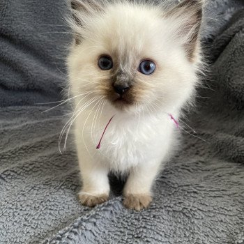 chaton Ragdoll seal point Aïko Violet Les Ragdolls de la Croisette