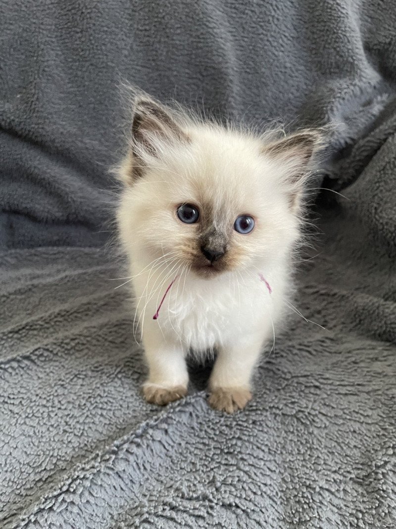 Aïko Violet De La Croisette Mâle Ragdoll