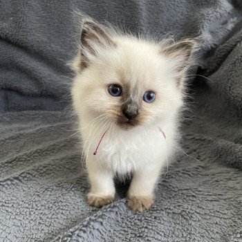chaton Ragdoll seal point Aïko Violet Les Ragdolls de la Croisette