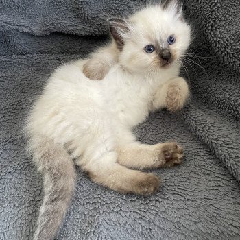 chaton Ragdoll seal point Aïko Violet Les Ragdolls de la Croisette