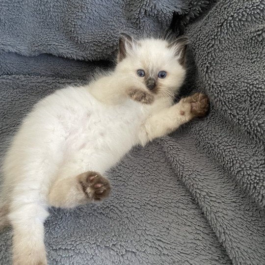 chaton Ragdoll seal point Aïko Violet Les Ragdolls de la Croisette