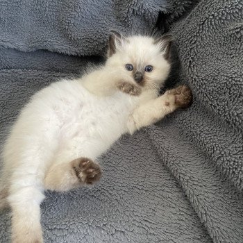chaton Ragdoll seal point Aïko Violet Les Ragdolls de la Croisette