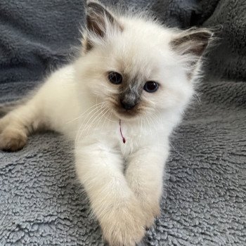 chaton Ragdoll seal point Aïko Violet Les Ragdolls de la Croisette