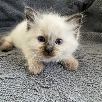 chaton Ragdoll seal point Aïko Violet Les Ragdolls de la Croisette