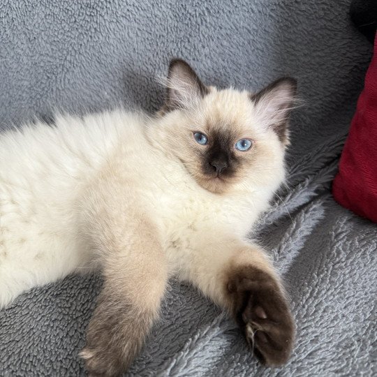 chaton Ragdoll seal point Aïko Violet Les Ragdolls de la Croisette