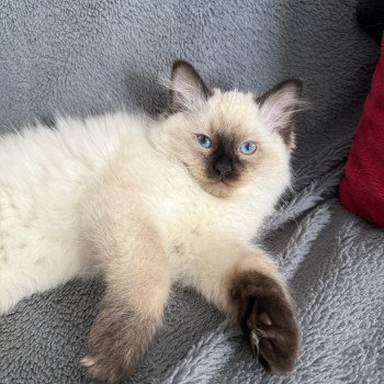 chaton Ragdoll seal point Aïko Violet Les Ragdolls de la Croisette