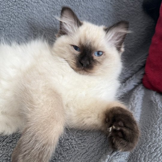chaton Ragdoll seal point Aïko Violet Les Ragdolls de la Croisette