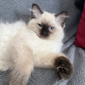 chaton Ragdoll seal point Aïko Violet Les Ragdolls de la Croisette