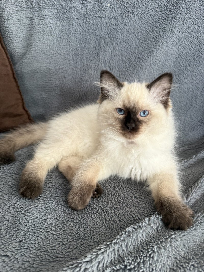 Aïko Violet De La Croisette Mâle Ragdoll