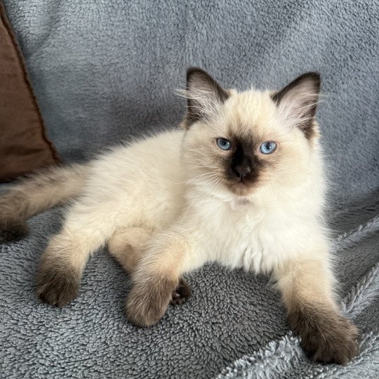 Aïko Violet De La Croisette Mâle Ragdoll
