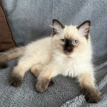 Aïko Violet De La Croisette Mâle Ragdoll