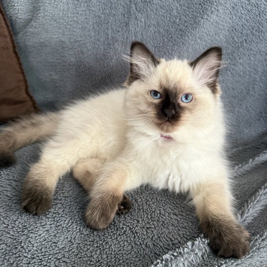 chaton Ragdoll seal point Aïko Violet Les Ragdolls de la Croisette