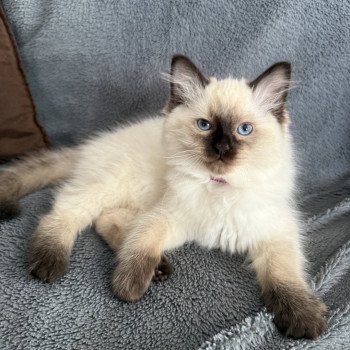 chaton Ragdoll seal point Aïko Violet Les Ragdolls de la Croisette