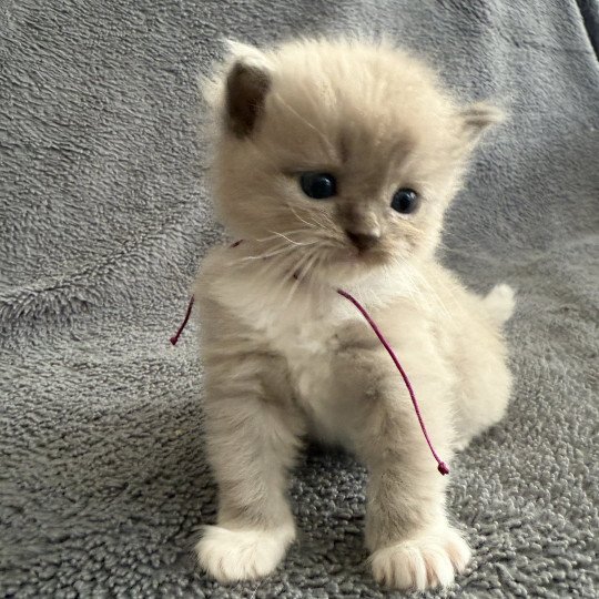 chaton Ragdoll Ajoline Violet Les Ragdolls de la Croisette