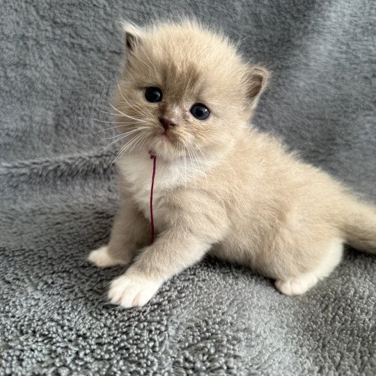 chaton Ragdoll Ajoline Violet Les Ragdolls de la Croisette
