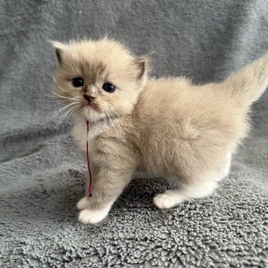 chaton Ragdoll Ajoline Violet Les Ragdolls de la Croisette