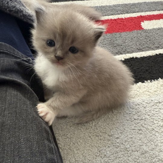 chaton Ragdoll Ajoline Violet Les Ragdolls de la Croisette