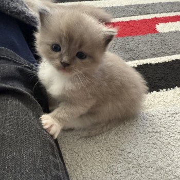 chaton Ragdoll Ajoline Violet Les Ragdolls de la Croisette