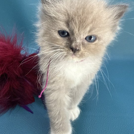 chaton Ragdoll Ajoline Violet Les Ragdolls de la Croisette