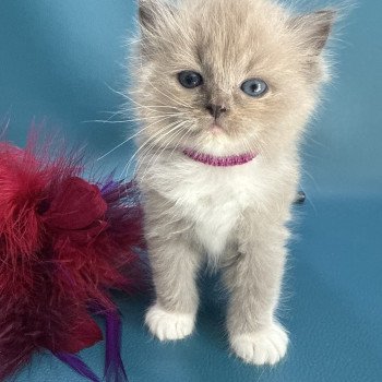 chaton Ragdoll Ajoline Violet Les Ragdolls de la Croisette