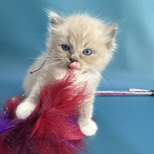 chaton Ragdoll Ajoline Violet Les Ragdolls de la Croisette
