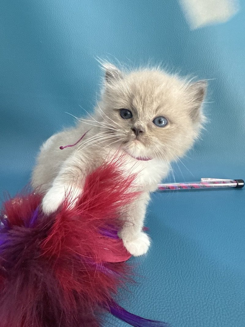 Ajoline Violet De La Croisette Femelle Ragdoll