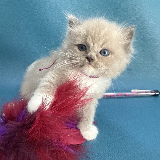 Ajoline Violet De La Croisette Femelle Ragdoll