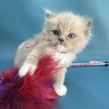 Ajoline Violet De La Croisette Femelle Ragdoll