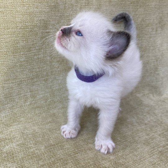 chaton Ragdoll seal point mitted Violet Les Ragdolls de la Croisette