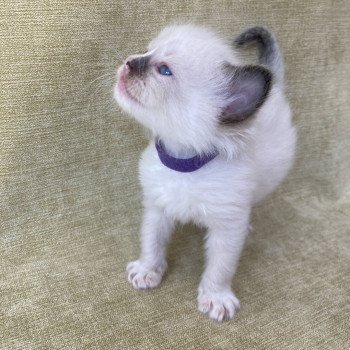 chaton Ragdoll seal point mitted Violet Les Ragdolls de la Croisette