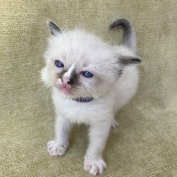 chaton Ragdoll seal point mitted Violet Les Ragdolls de la Croisette