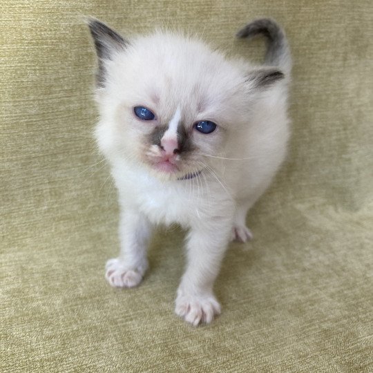 chaton Ragdoll seal point mitted Violet Les Ragdolls de la Croisette