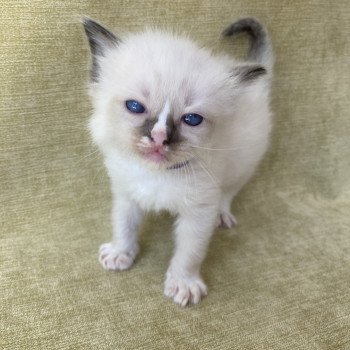 chaton Ragdoll seal point mitted Violet Les Ragdolls de la Croisette chaton Ragdoll seal point mitted Violet Les Ragdolls de la Croisette