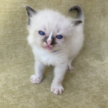 chaton Ragdoll seal point mitted Violet Les Ragdolls de la Croisette