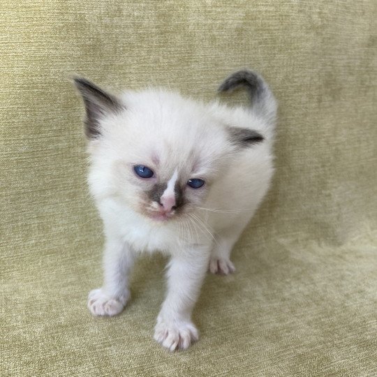 chaton Ragdoll seal point mitted Violet Les Ragdolls de la Croisette